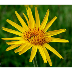 Arnica montana