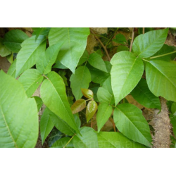 Rhus Toxicodendron